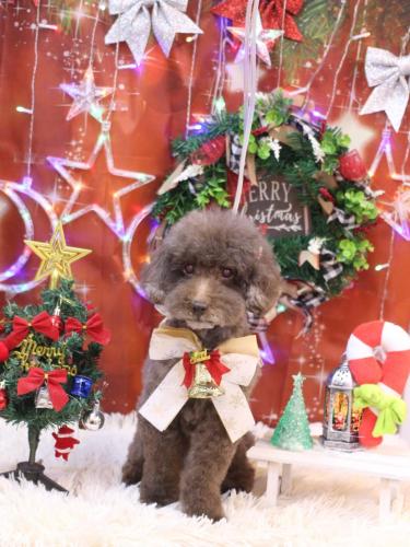 20231214きょうのちゃん